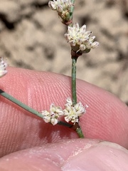 Eriogonum bifurcatum