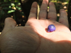 Saprosma glomerulatum