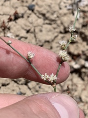 Eriogonum bifurcatum