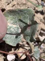 Eriogonum bifurcatum