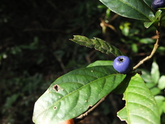 Saprosma glomerulatum
