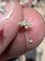 Eriogonum bifurcatum