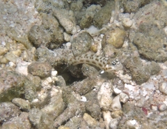 Ctenogobiops feroculus