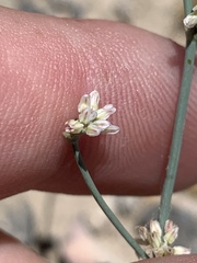 Eriogonum bifurcatum