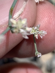 Eriogonum bifurcatum