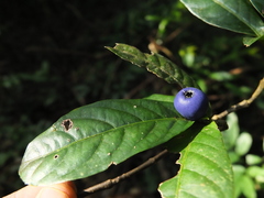 Saprosma glomerulatum