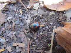 Pachycoris