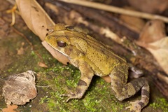 Incilius aucoinae