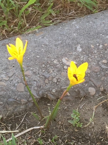 Zephyranthes citrina