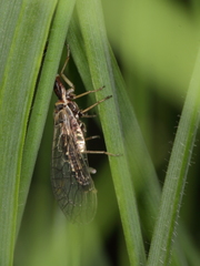 Xanthostigma xanthostigma