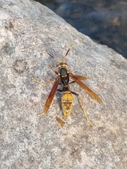 Polistes buyssoni