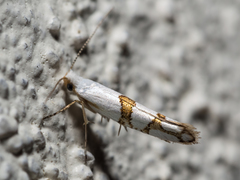 Argyresthia oreasella