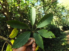 Schefflera