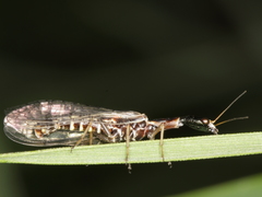 Xanthostigma xanthostigma