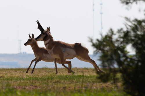 Pronghorn photographed in Wyoming
