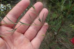 Ludwigia linearis