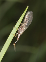 Xanthostigma xanthostigma