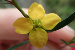 Ludwigia linearis