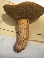 Suillus hirtellus