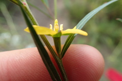 Ludwigia linearis