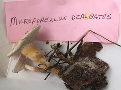 Microporellus dealbatus