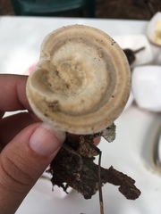 Microporellus dealbatus