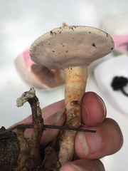 Microporellus dealbatus