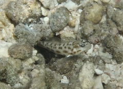 Ctenogobiops feroculus