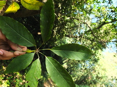 Schefflera