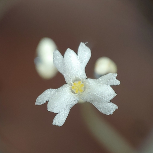 Mountain yellowseed (Gymnosiphon sphaerocarpus)