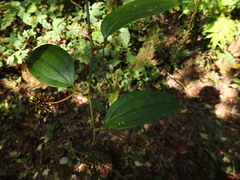 Smilax zeylanica