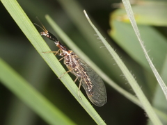 Xanthostigma xanthostigma