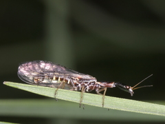 Xanthostigma xanthostigma