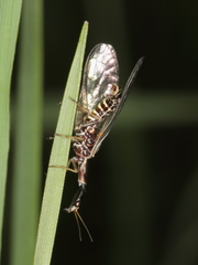 Xanthostigma xanthostigma