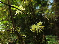 Smilax zeylanica