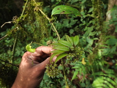 Smilax zeylanica