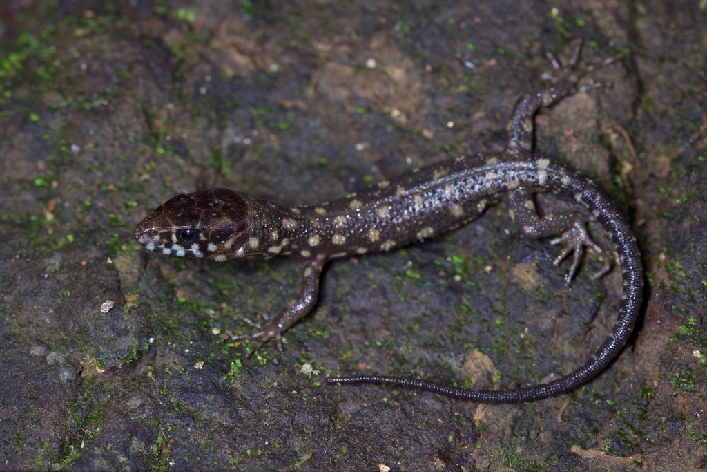 Costa Rican Tropical Night Lizard