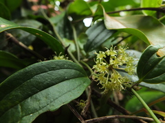 Smilax zeylanica