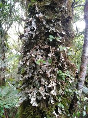 Pseudocyphellaria homoeophylla