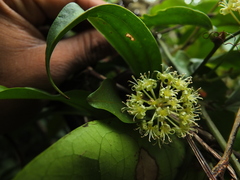 Smilax zeylanica