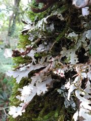 Pseudocyphellaria homoeophylla