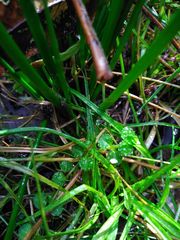 Epilobium pedunculare