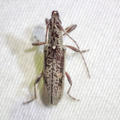 Lygesis mendica