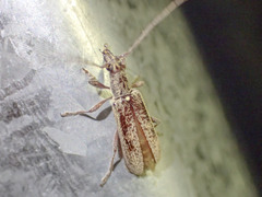 Lygesis mendica
