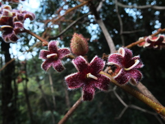 Sterculia guttata