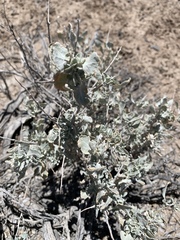 Atriplex argentea longitrichoma