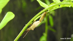 Homoeocerus dilatatus