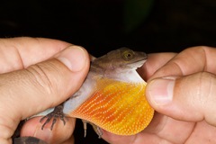 Anolis aquaticus
