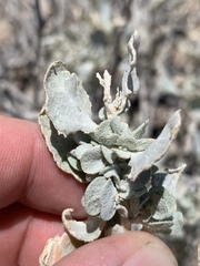 Atriplex argentea longitrichoma