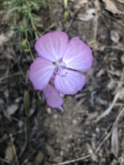 Clarkia dudleyana